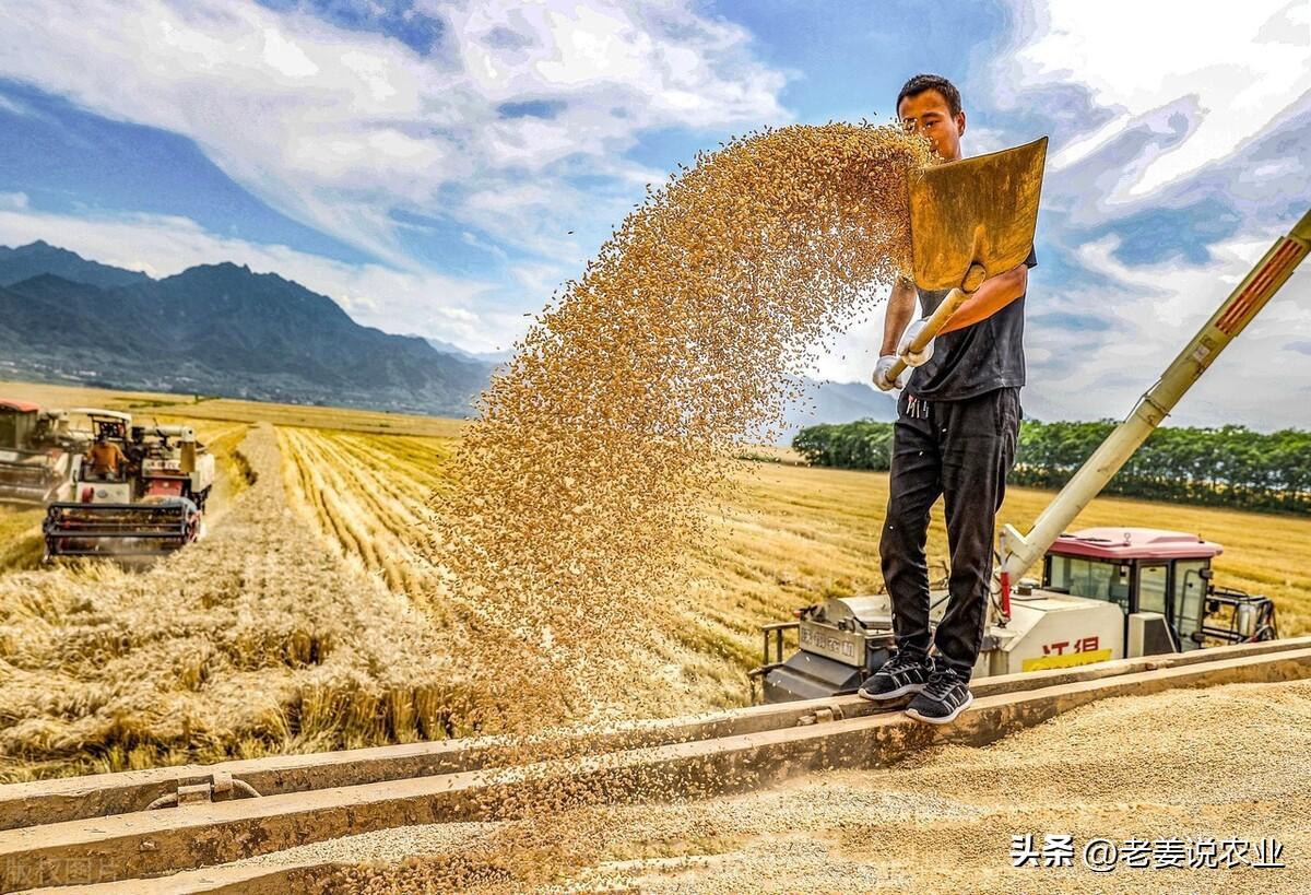 小麦糕的制作方法_小麦麦糕点_小麦糕制作